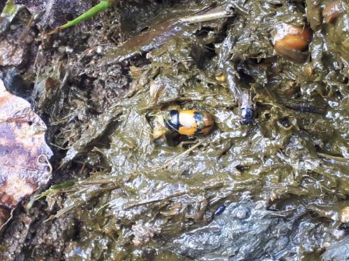 Aphodius conjugatus